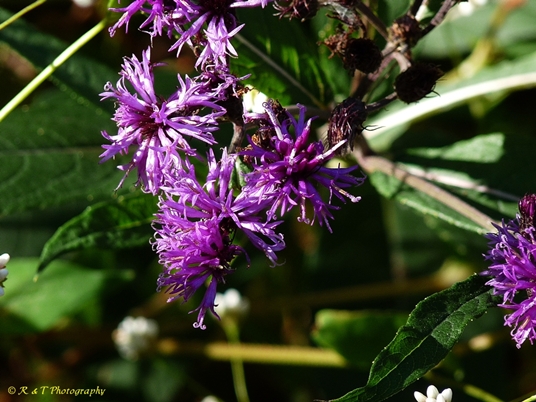 {Vernonia noveboracensis}